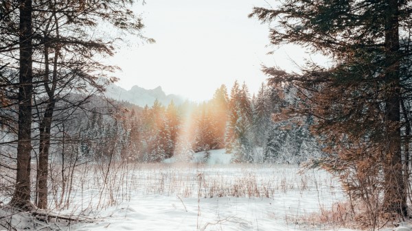 Forest Edge Snow Wallpaper