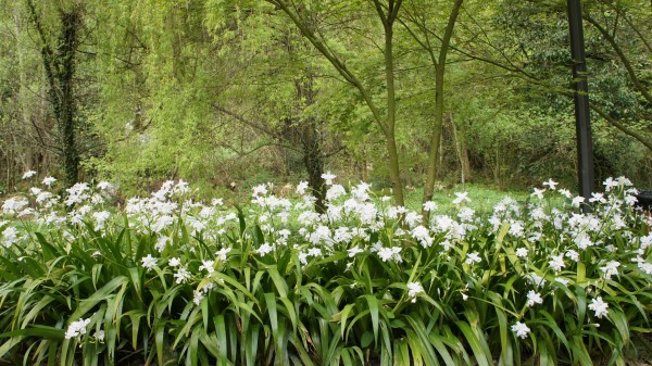 Forest Flowers Natur Wallpaper