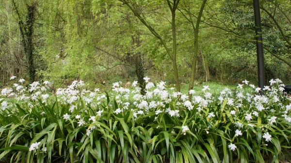 Forest Flowers Nature Wallpaper Wallpaper