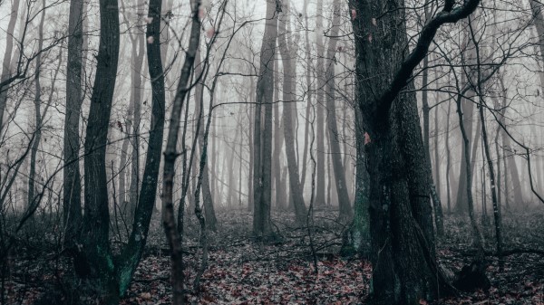 Forest Fog Autumn Image Wallpaper