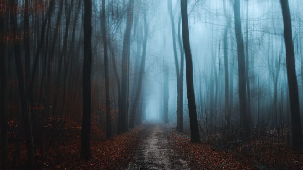 Forest Fog Autumn Picture Wallpaper