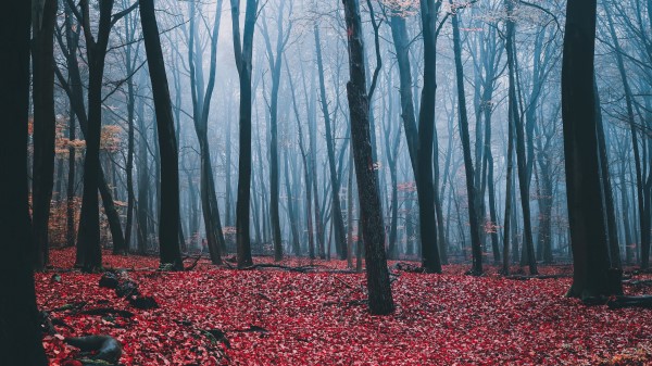 Forest Fog Autumn Wallpaper