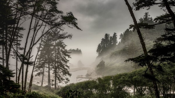 Forest Fog Bushes Wallpaper