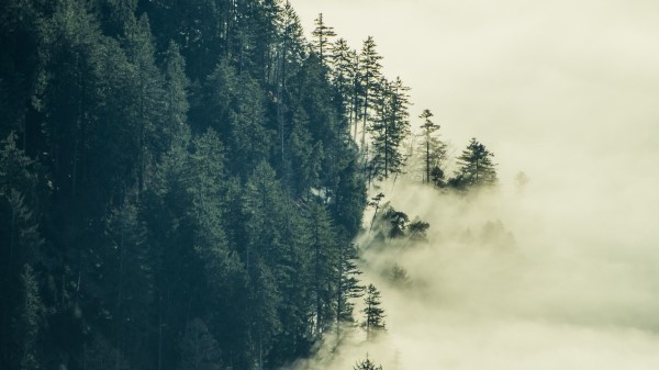 Forest Fog Clouds Image Wallpaper