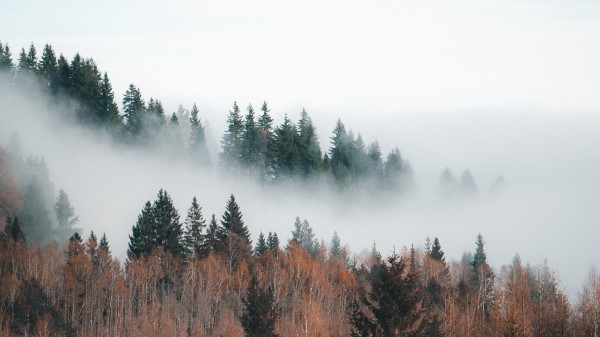 Forest Fog Clouds Wallpaper