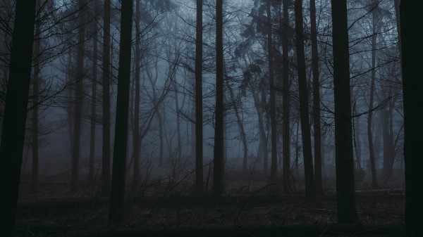 Forest Fog Dusk Wallpaper