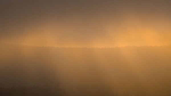 Forest Fog Gloom Wallpaper