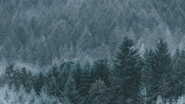 Forest Fog Haze Wallpaper