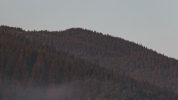 Forest Fog Mountains Wallpaper