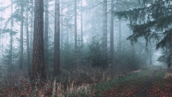 Forest Fog Path Img Wallpaper