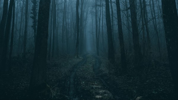Forest Fog Path Nature wallpaper