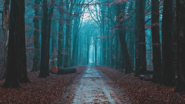 Forest Fog Path Picture Wallpaper