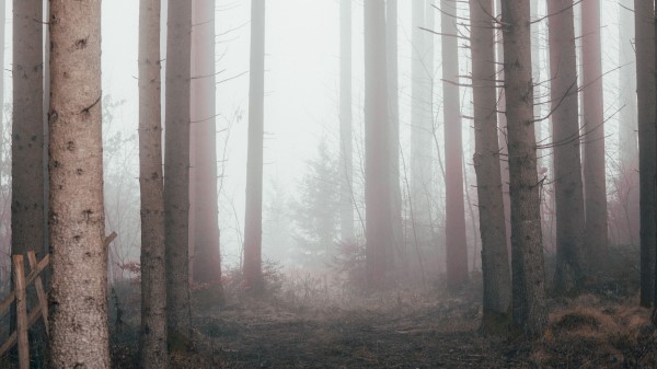 Forest Fog Pine Trees Wallpaper