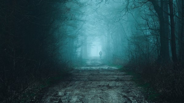 Forest Fog Road Image Wallpaper