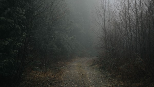 Forest Fog Road Picture Wallpaper