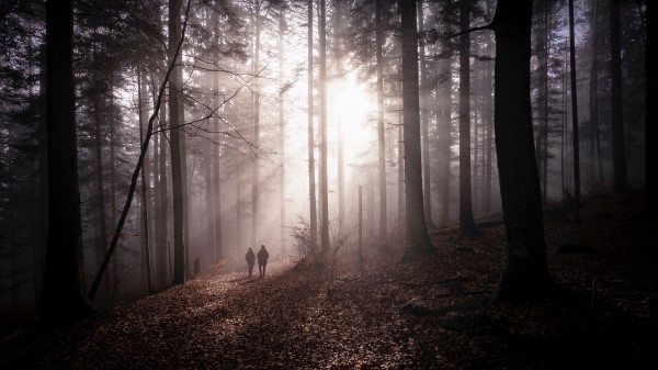 Forest Fog Silhouettes Wallpaper
