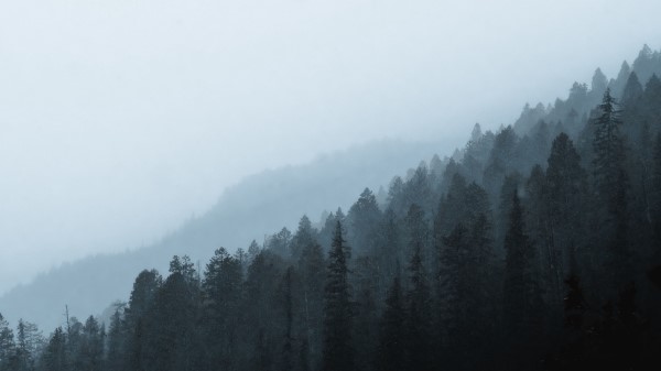 Forest Fog Slope Wallpaper