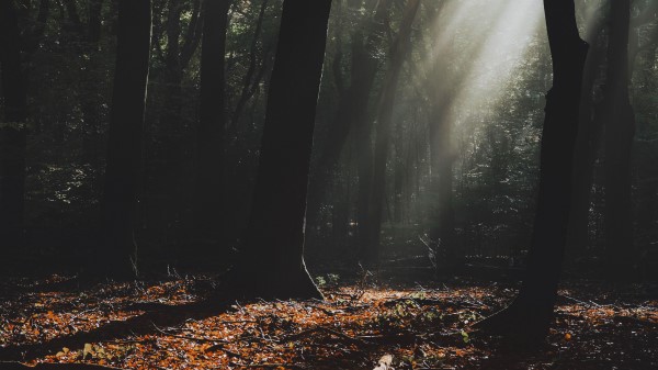 Forest Fog Sunlight Wallpaper