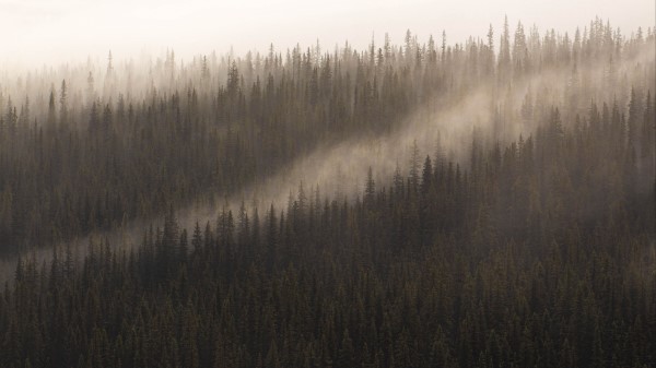 Forest Fog Trees Ia Wallpaper