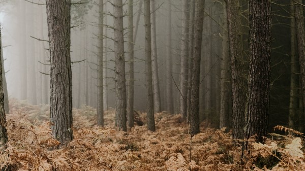 Forest Fog Trees Ie Wallpaper