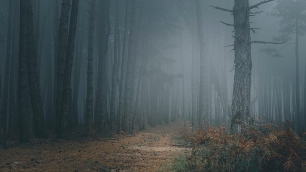 Forest Fog Trees Ig Wallpaper