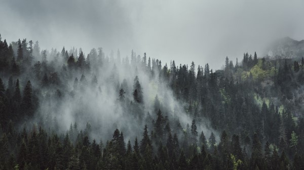 Forest Fog Trees Im Wallpaper
