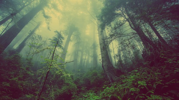Forest Fog Trees Image Wallpaper