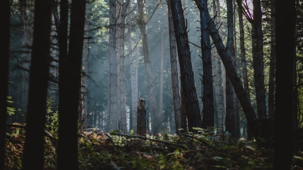 Forest Fog Trees Img Wallpaper