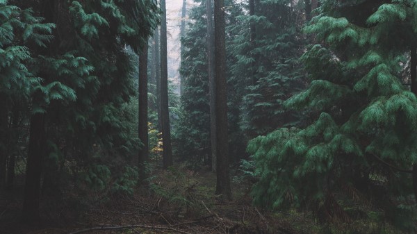 Forest Fog Trees Nature Wallpaper