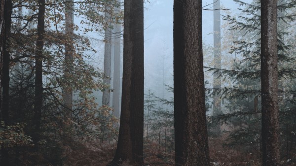 Forest Fog Trees Ph Wallpaper