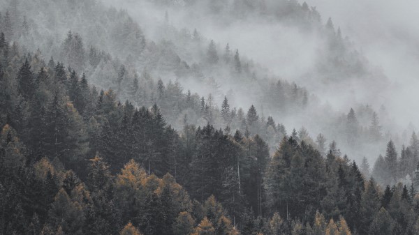 Forest Fog Trees Pi Wallpaper