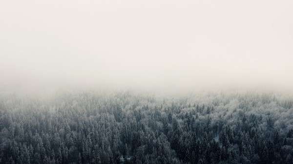 Forest Fog Trees Pic Wallpaper