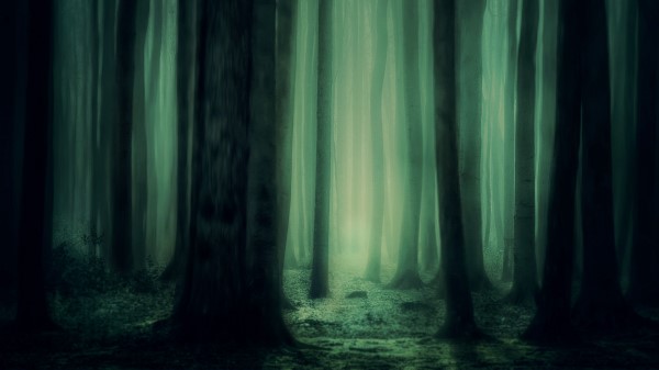 Forest Fog Trees Picture Wallpaper