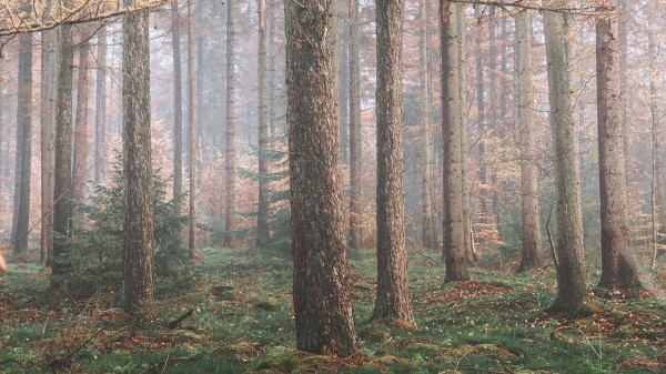 Forest Fog Trees Po Wallpaper