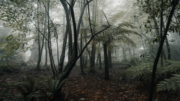 Forest Fog Trees Pt Wallpaper