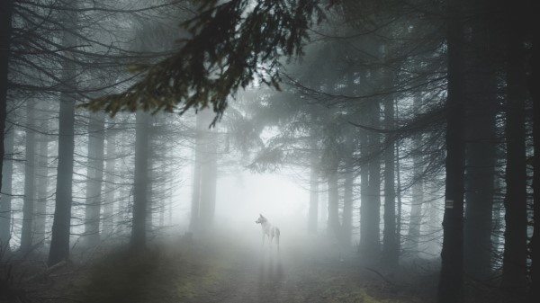 Forest Fog Wolf Wallpaper