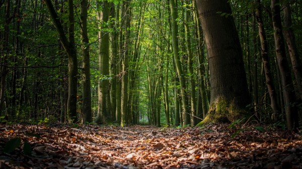 Forest Foliage Trees Wallpaper
