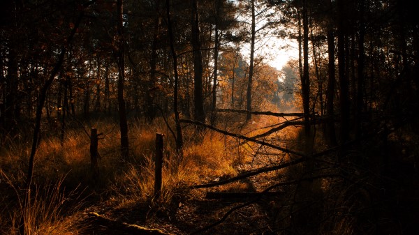 Forest Grass Trees Wallpaper