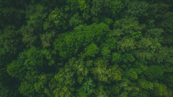 Forest Green Aerial View Wallpaper