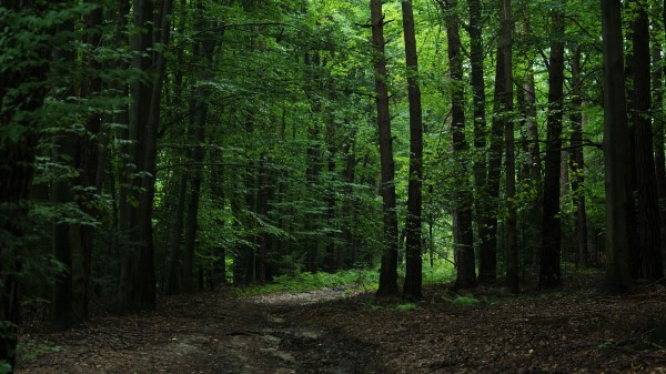 Forest Green Trees Wallpaper