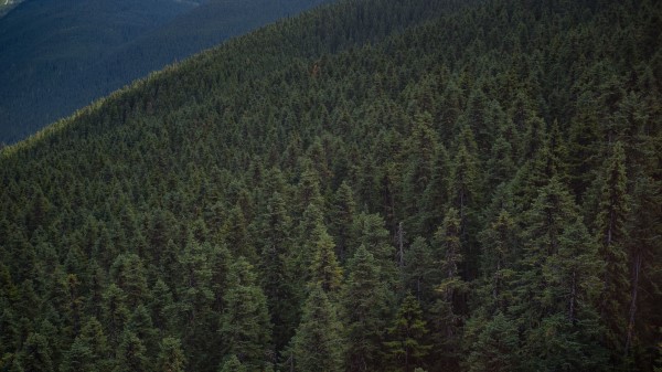 Forest Hill Whistler Wallpaper