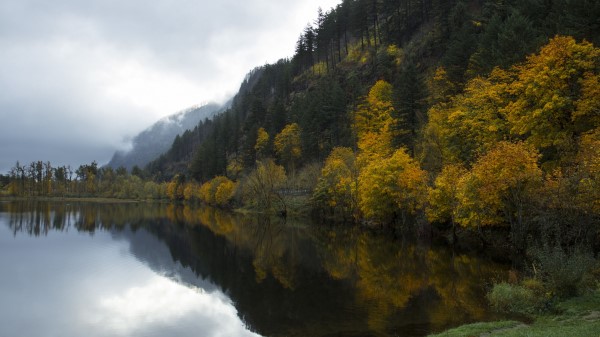 Forest Lake Grass Wallpaper