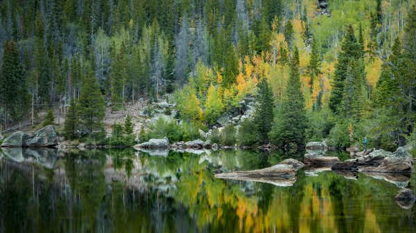 Forest Lake Reflection Wallpaper