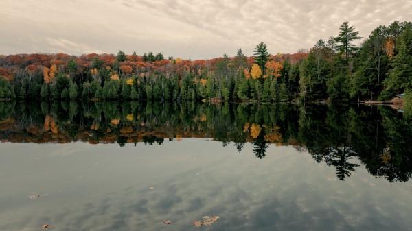 Forest Lake Reflection Wallpaper Wallpaper