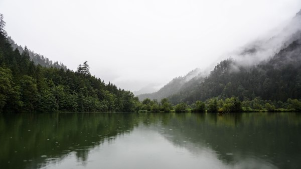 Forest Lake Spruce Wallpaper