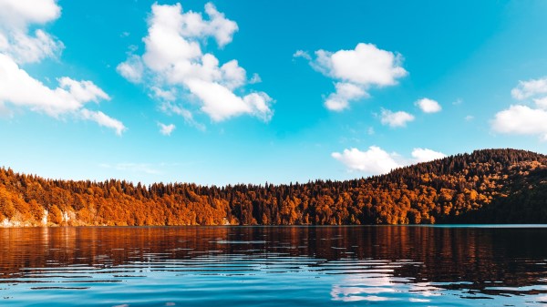 Forest Lake Trees Image wallpaper
