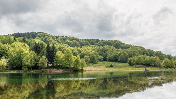 Forest Lake Trees Wallpaper