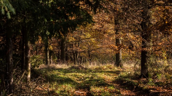 Forest Leaves Trees Wallpaper
