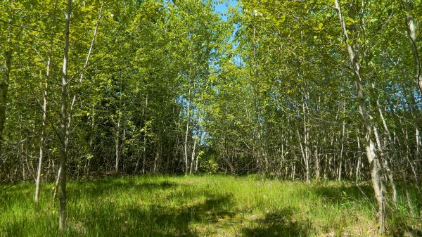 Forest Meadow Nature Wallpaper Wallpaper