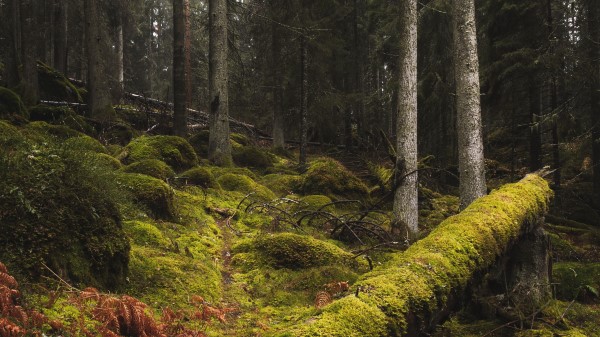 Forest Moss Grass Wallpaper